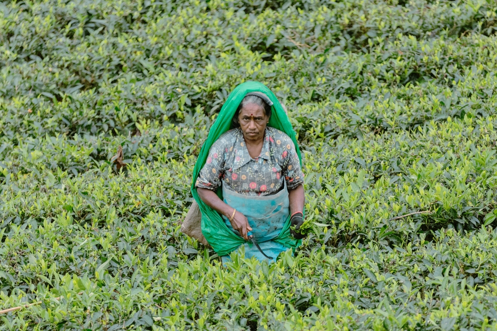 img of Centuries of Exploitation: The Unending Plight of Tamil Tea Plantation Workers in Sri Lanka