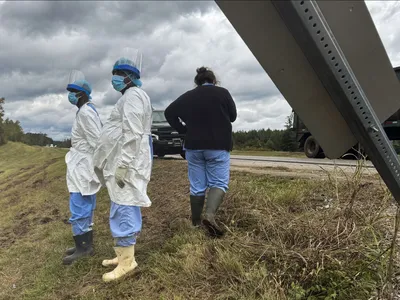 img of The Tragic Cost of Primate Research: Why Monkey Escapes Reveal a Broken System