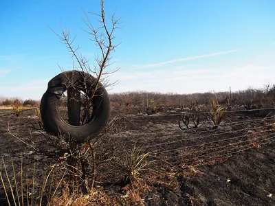 img of The Gathering Storm: Missouri's Emerging Wildfire Crisis and the Urgent Need for Utility Accountability