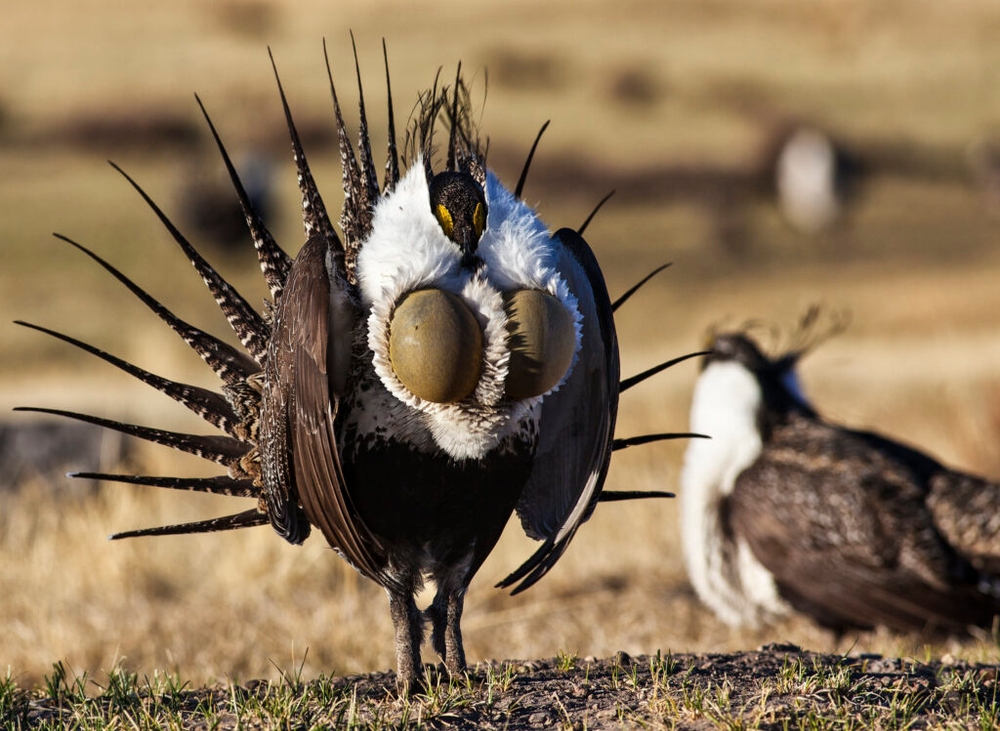 img of The Sacrifice of Sage-Grouse: How Land Management Decisions Threaten an Iconic Species and Democracy's Environmental Foundations