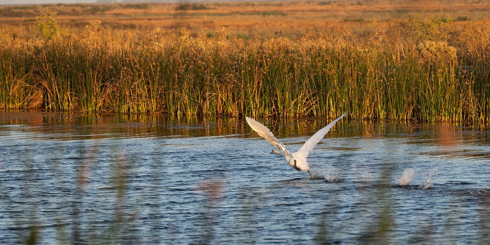 img of The Swansong of Compassion: California's Lethal Lesson in Invasive Species Management