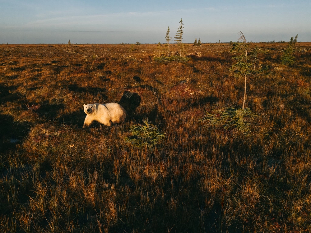 img of Churchill's Crossroads: How Neglected Arctic Infrastructure Threatens Democratic Sovereignty