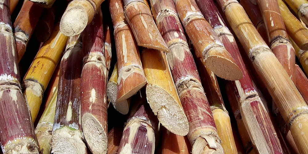 img of The Ethanol Gamble: How a Fuel Policy is Starving India's Food Security