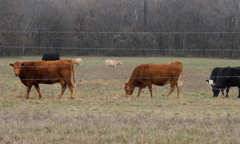 img of The Meatpacking Monopoly: A Critical Examination of Market Consolidation and Economic Justice