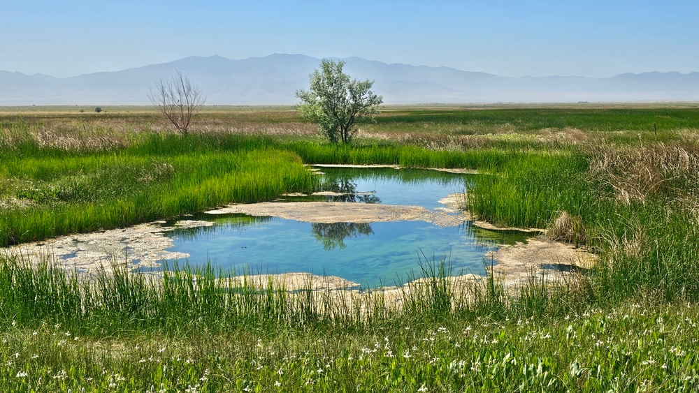 img of The Railroad Valley Toad: A Constitutional Crisis in a Tiny Pond