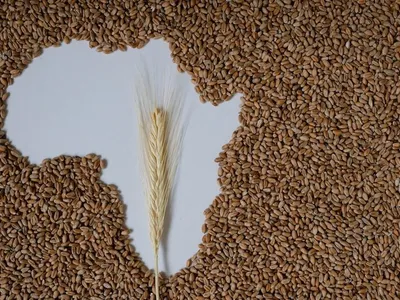 img of The Fertilizer Trap: How Imperial Supply Chains Strangle Africa's Food Sovereignty