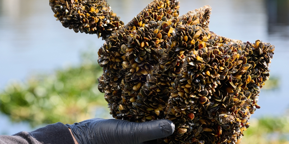 img of California's Calculated Risk on Golden Mussels: A Gamble with Ecological Destiny