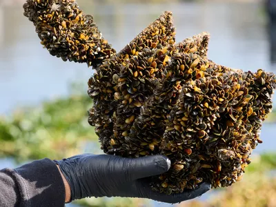 img of California's Calculated Risk on Golden Mussels: A Gamble with Ecological Destiny
