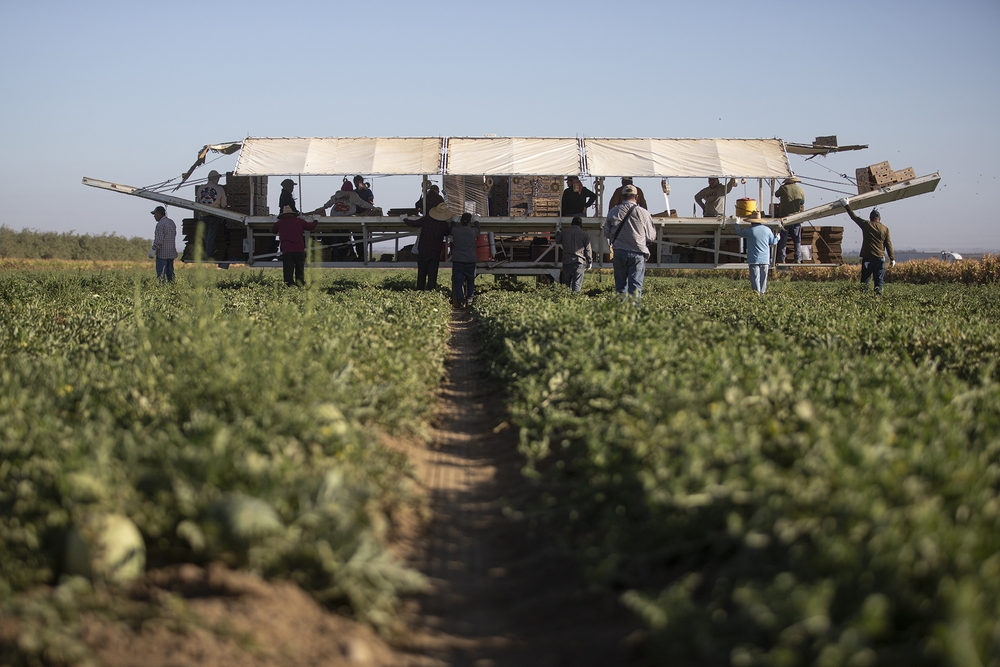 img of The Human Cost of Agricultural Deportation Policies: California's Central Valley in Crisis