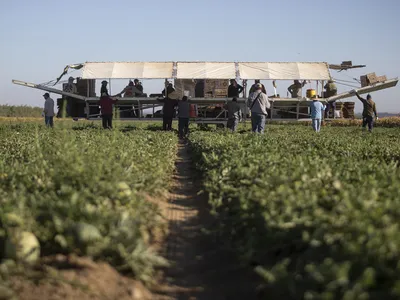 img of The Human Cost of Agricultural Deportation Policies: California's Central Valley in Crisis