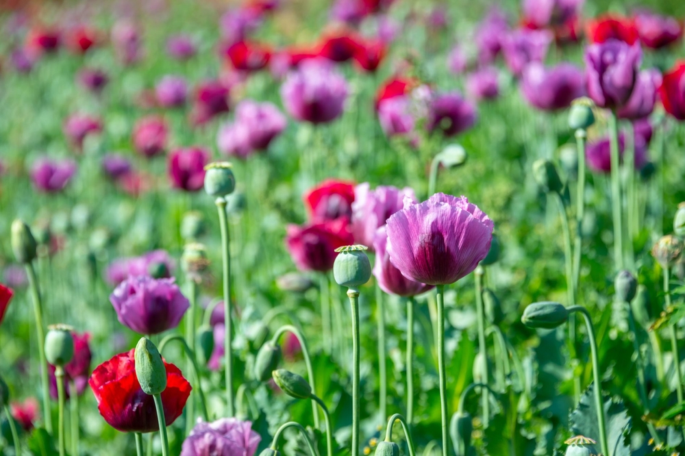 img of The Geopolitical Opium Shift: How Western Disruptions Fuel Balochistan's Narcotics Surge