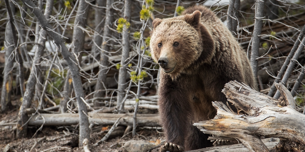 img of The Ghost of the Grizzly: California Chooses Fear Over Restoration in a Stunning Legislative Failure