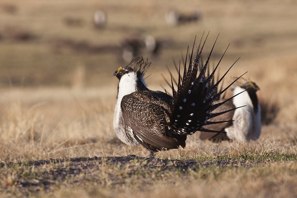 img of The Trump Administration's Assault on Sage-Grouse Protections: A Reckless Betrayal of Conservation Values