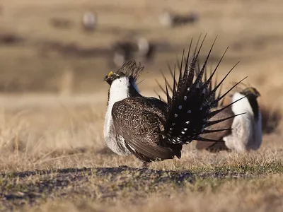 img of The Trump Administration's Assault on Sage-Grouse Protections: A Reckless Betrayal of Conservation Values