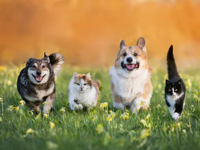 img of The Animal Kingdom's Lesson in Civility: Why Our Political Leaders Fail Where Animals Succeed