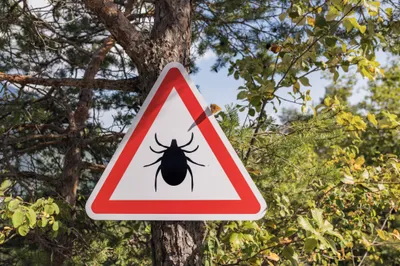 img of The Silent Epidemic: Lyme Disease's Alarming Expansion Into Nevada Demands Immediate Action