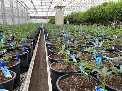 img of The Dangerous Erosion of Cannabis Regulation: How Corporate Interests Threaten Missouri's Legal Framework