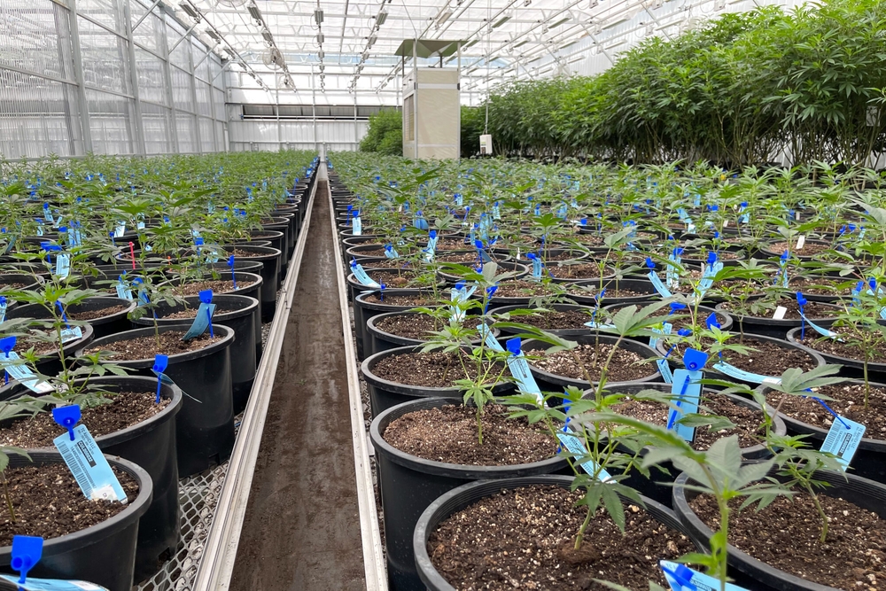 img of The Dangerous Erosion of Cannabis Regulation: How Corporate Interests Threaten Missouri's Legal Framework