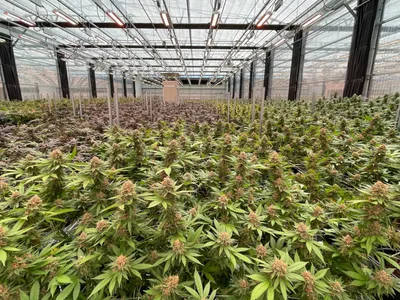 img of The Missouri Marijuana Money Crisis: A Betrayal of Democratic Will and Constitutional Principles