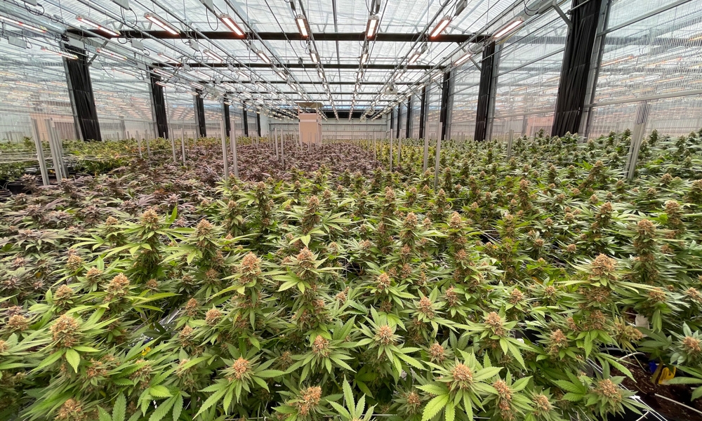 img of The Missouri Marijuana Money Crisis: A Betrayal of Democratic Will and Constitutional Principles