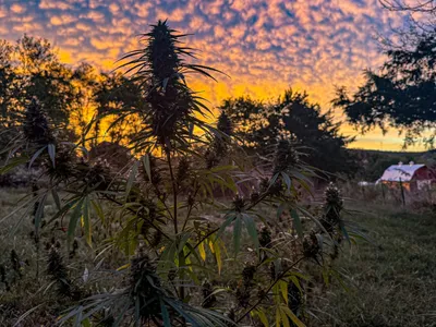 img of Regulatory Chaos: The Federal-State Clash Over THC Limits Threatens Missouri's Hemp Industry