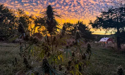 img of Regulatory Chaos: The Federal-State Clash Over THC Limits Threatens Missouri's Hemp Industry