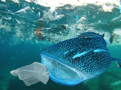 img of A Tidal Wave of Hope: The High Seas Treaty and the Fight for Our Planet's Future