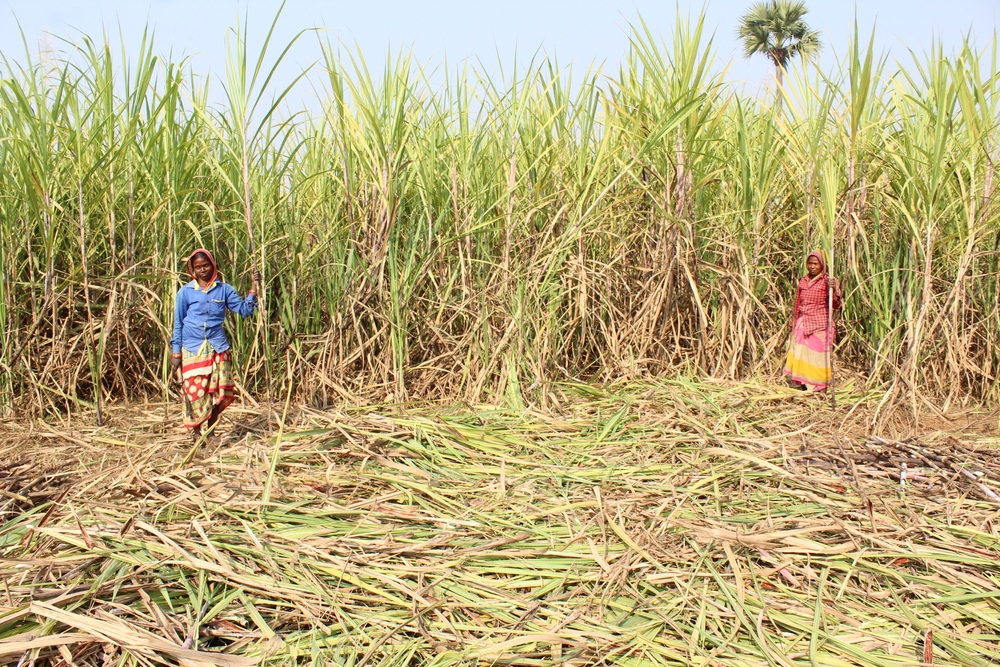 img of The Surgical Scars of Capital: How Maharashtra's Sugar Industry Carves Profit from Women's Bodies