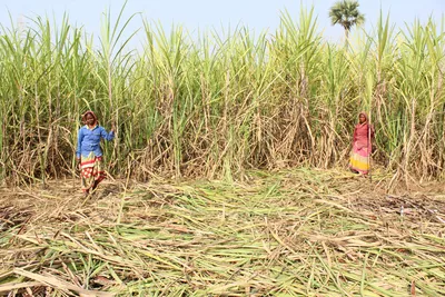 img of The Surgical Scars of Capital: How Maharashtra's Sugar Industry Carves Profit from Women's Bodies
