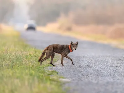 img of The Assault on America's Environmental Legacy: Trump's Endangered Species Act Rollbacks