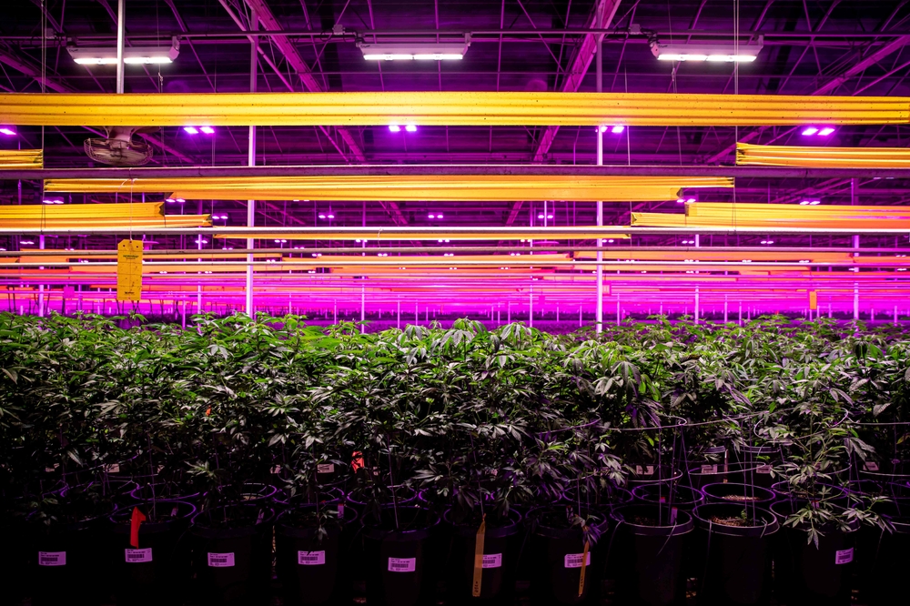 img of The Cannabis Rescheduling Shift: A Partial Victory in America's Long Drug Policy Journey