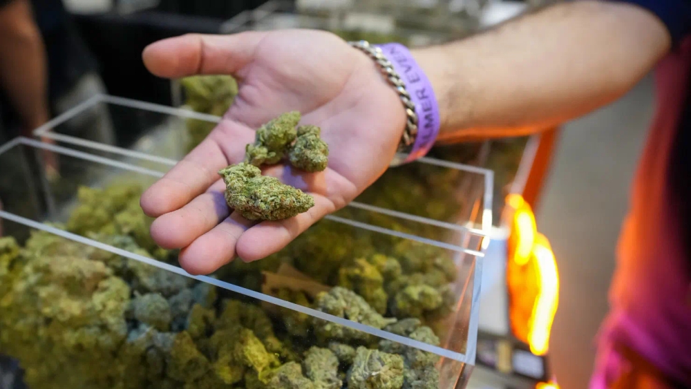 img of The Risky Gambit: Trump's Cannabis Reclassification and Medicare CBD Proposal