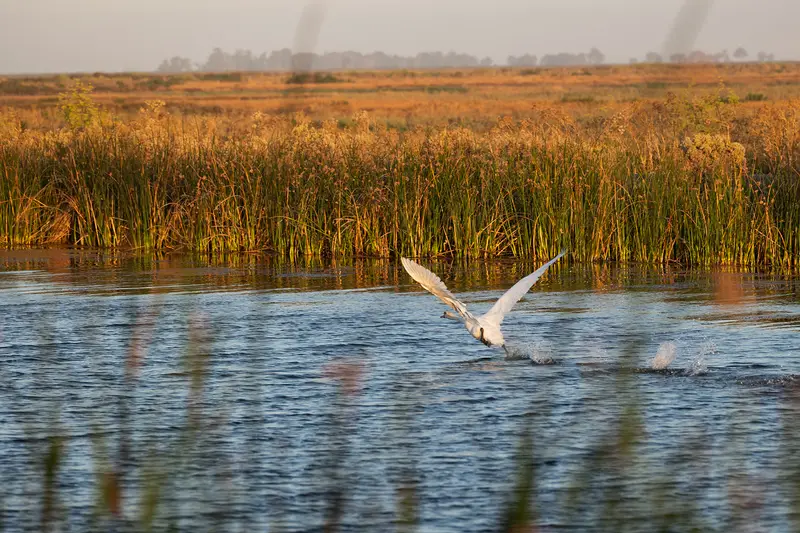 img of The Swansong of Compassion: California's Lethal Lesson in Invasive Species Management