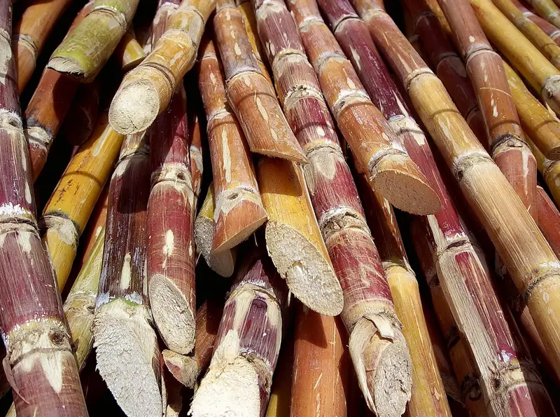img of The Ethanol Gamble: How a Fuel Policy is Starving India's Food Security
