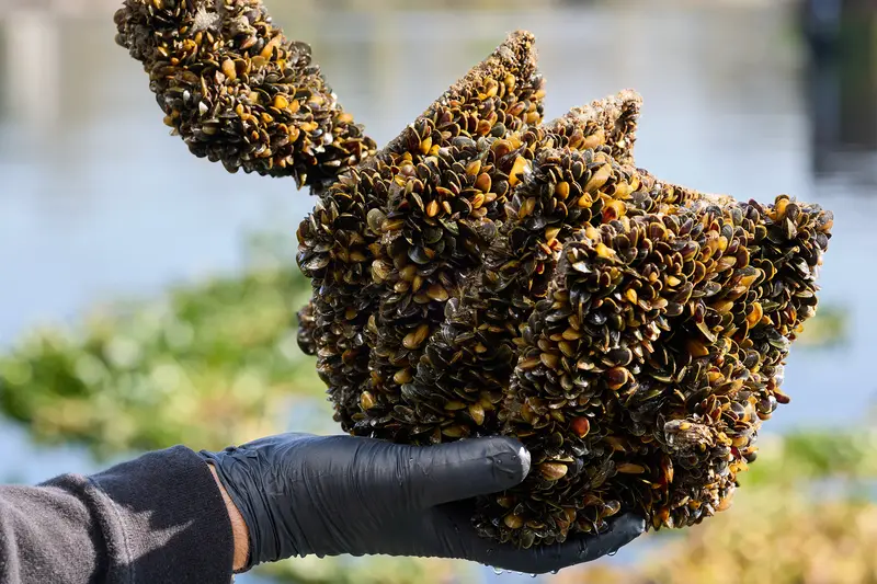 img of California's Calculated Risk on Golden Mussels: A Gamble with Ecological Destiny