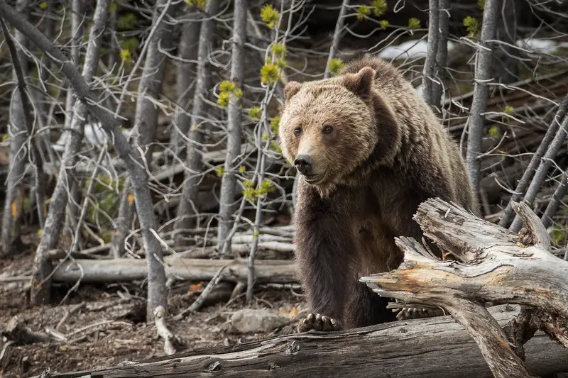 img of The Ghost of the Grizzly: California Chooses Fear Over Restoration in a Stunning Legislative Failure