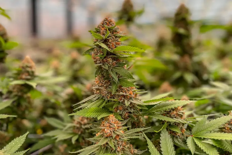 img of Missouri's Cannabis Equity Program Betrayal: How Predatory Contracts Undermine Social Justice