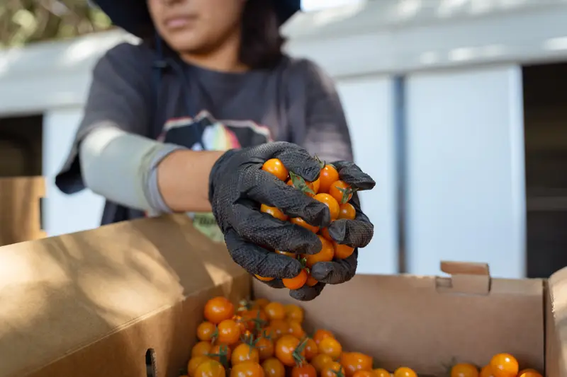 img of Sowing the Seeds of Prosperity: How California's Farm to School Program Nourishes Bodies, Economies, and Democratic Ideals