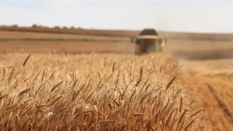 img of The Compounding Shock: How Western Geopolitics is Engineeering a Global Food Crisis
