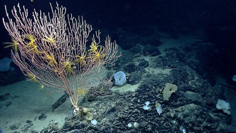 img of The Assault on Marine Protection: Trump's Reckless Opening of Protected Ocean Waters